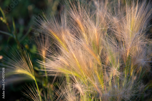 Fresh grass with golden ears of corn on the background of a sunset green field.