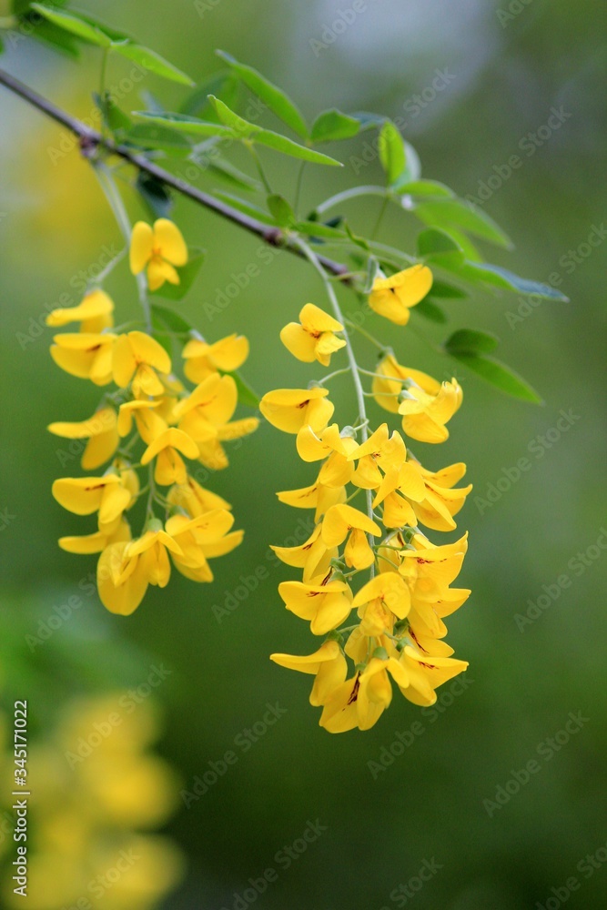 Yellow Laburnum flowers in the garden in spring Yellow Laburnum flowers in the garden in spring
