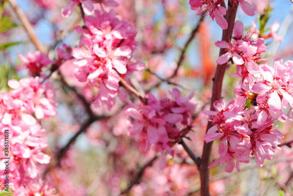 Fototapeta premium Chestnut blossom in spring