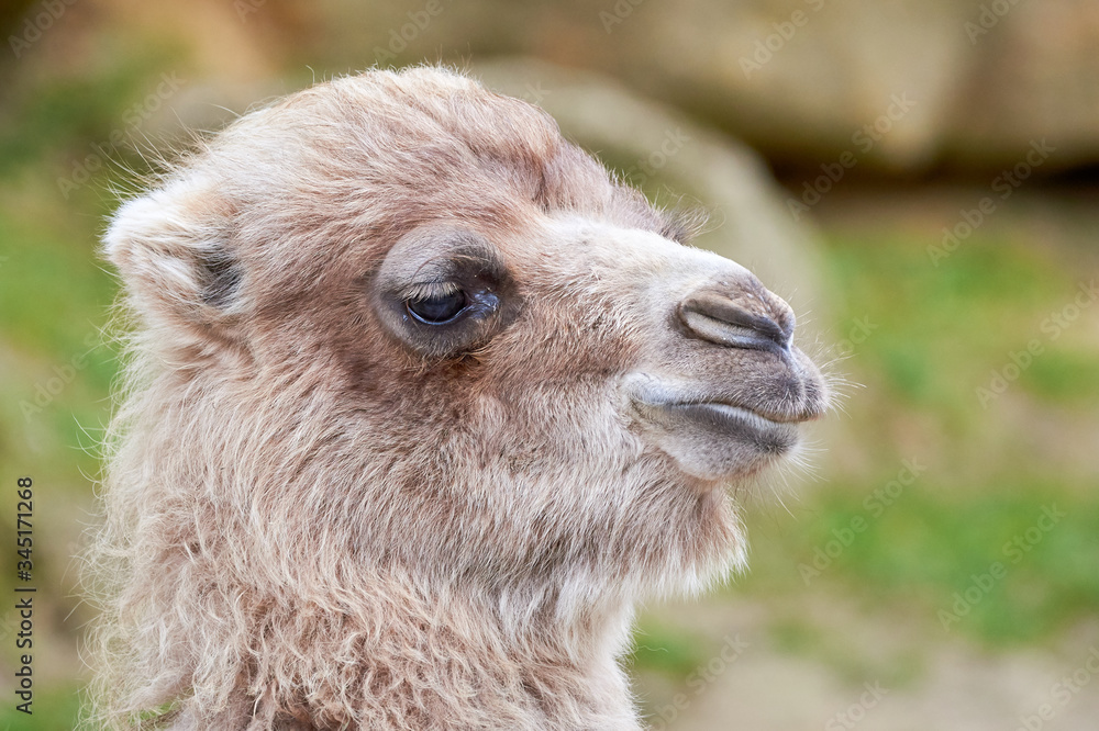 Camel head portrait, closeup photo