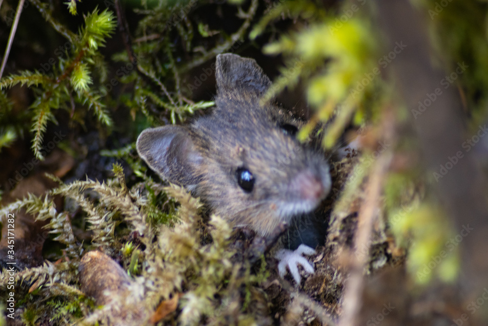 Smaller forest mice grass in woods Smaller forest mice grass in woods