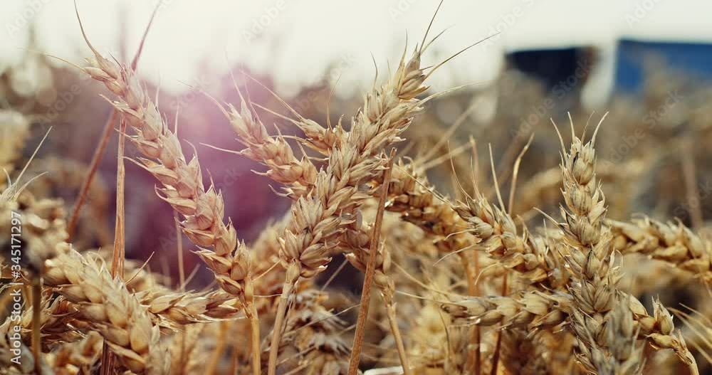 Golden dry ears of cereal in field against commercial transport driving along road Golden dry ears of cereal in field against commercial transport driving along road