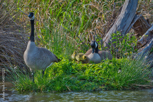 2020-05-01 TWO ADULT GEESE WITH THIER GOSSLINGS IN A NEST ON A SMALL ISLAND NEAR SEATTLE photo