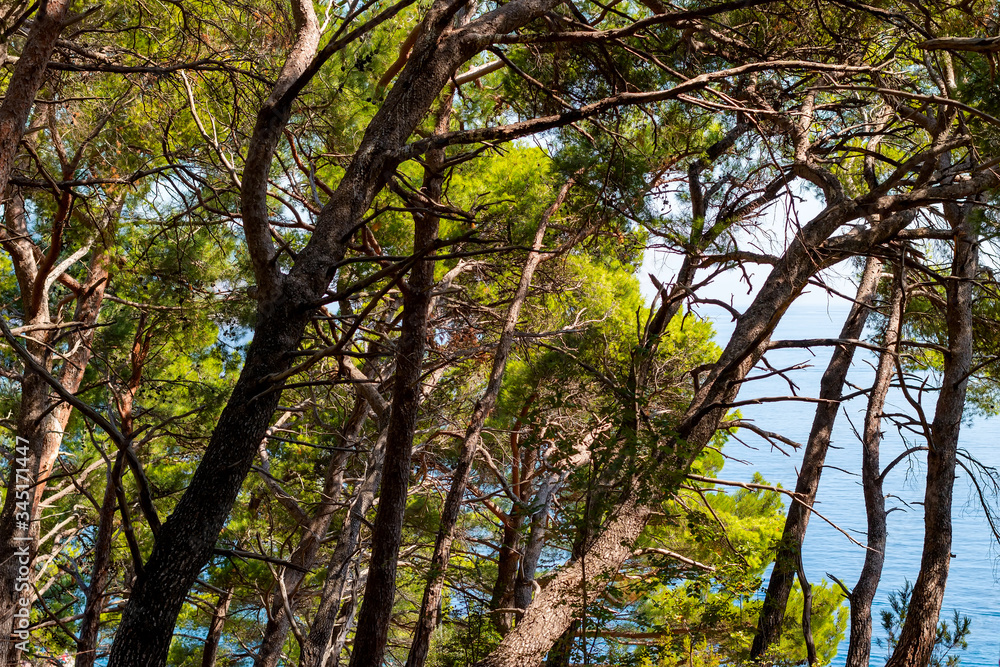 Trees in the forest. The Mediterranean Trees in the forest. The Mediterranean