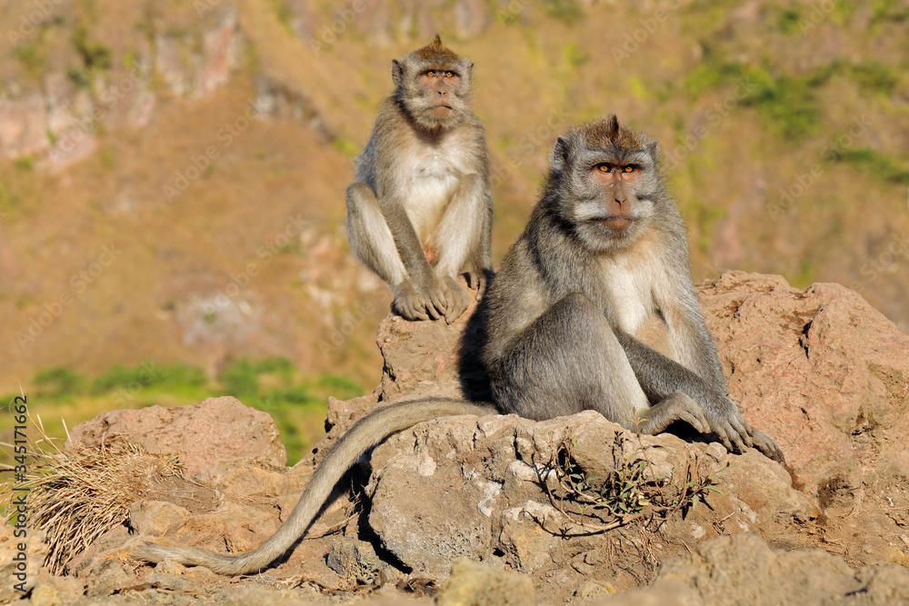 Fototapeta premium Balinese long-tailed monkeys (Macaca fascicularis) sitting on rocks, Ubud, Bali, Indonesia.