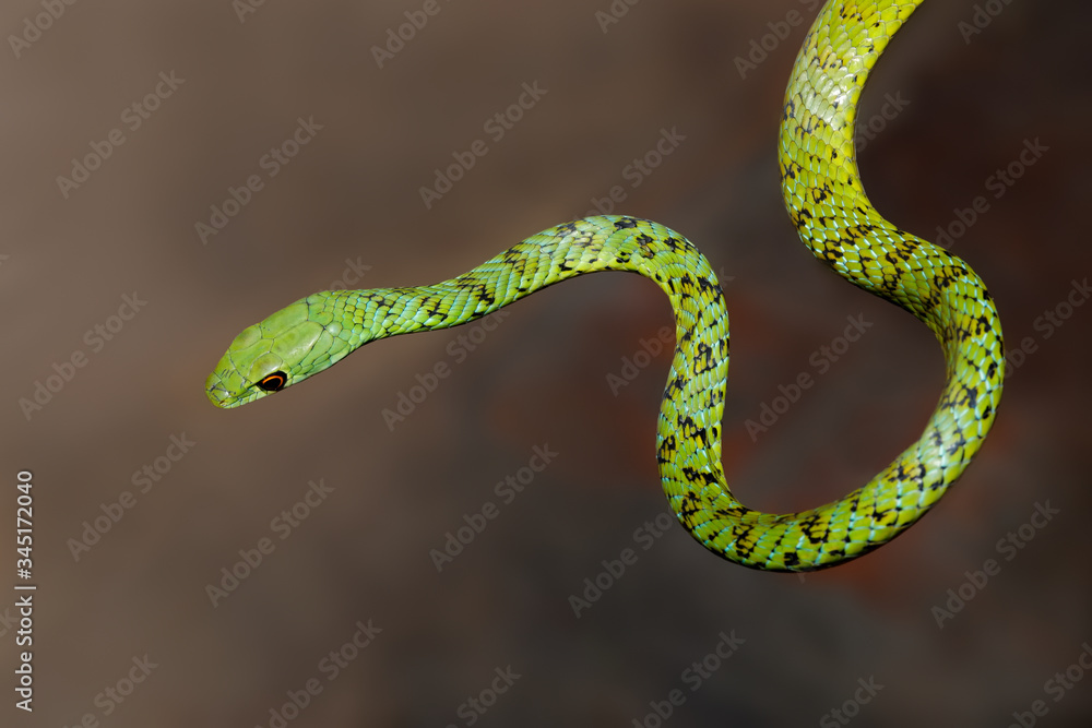 Close-up of an alert spotted bush snake (Philothamnus semivariegatus), South Africa. Close-up of an alert spotted bush snake (Philothamnus semivariegatus), South Africa.