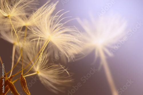 Flying seeds of dandelion on pastel background.
