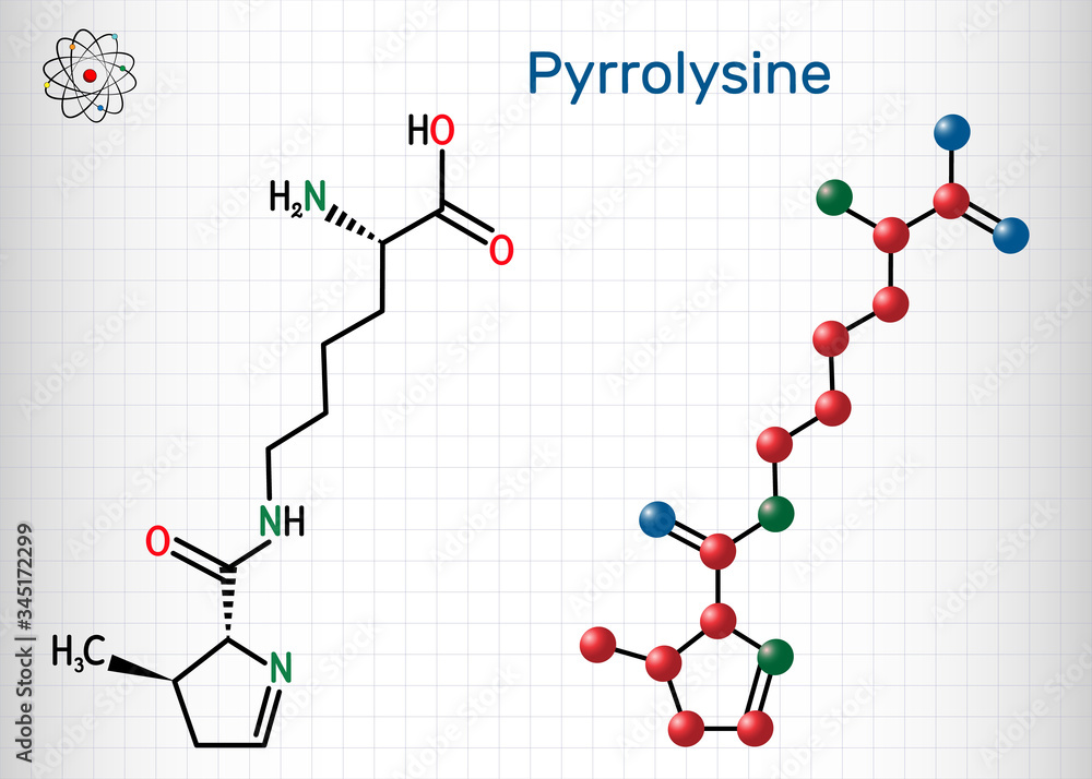 Pyrrolysine, l-pyrrolysine, Pyl, C12H21N3O3 molecule. It is amino acid, is used in biosynthesis of proteins. Structural chemical formula and molecule model. Sheet of paper in cage Pyrrolysine, l-pyrrolysine, Pyl, C12H21N3O3 molecule. It is amino acid, is used in biosynthesis of proteins. Structural chemical formula and molecule model. Sheet of paper in cage