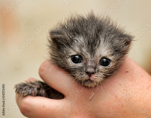 gray kitten in his hands that just opened his eyes photo