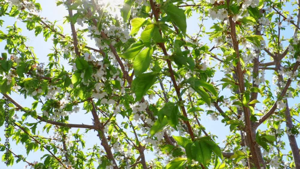 Flowers on tree branches in sunny day spring blossom, close-up on branches with sunlight, camera movement, 4k Flowers on tree branches in sunny day spring blossom, close-up on branches with sunlight, camera movement, 4k