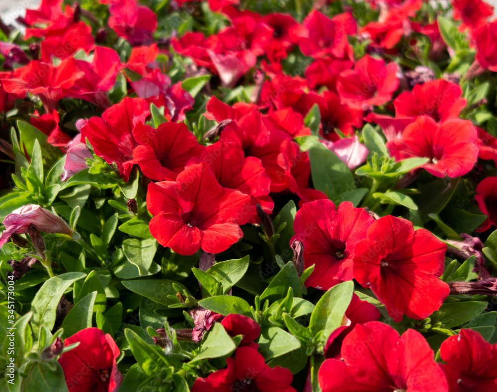 Petunia flowers in a flower bed Petunia flowers in a flower bed