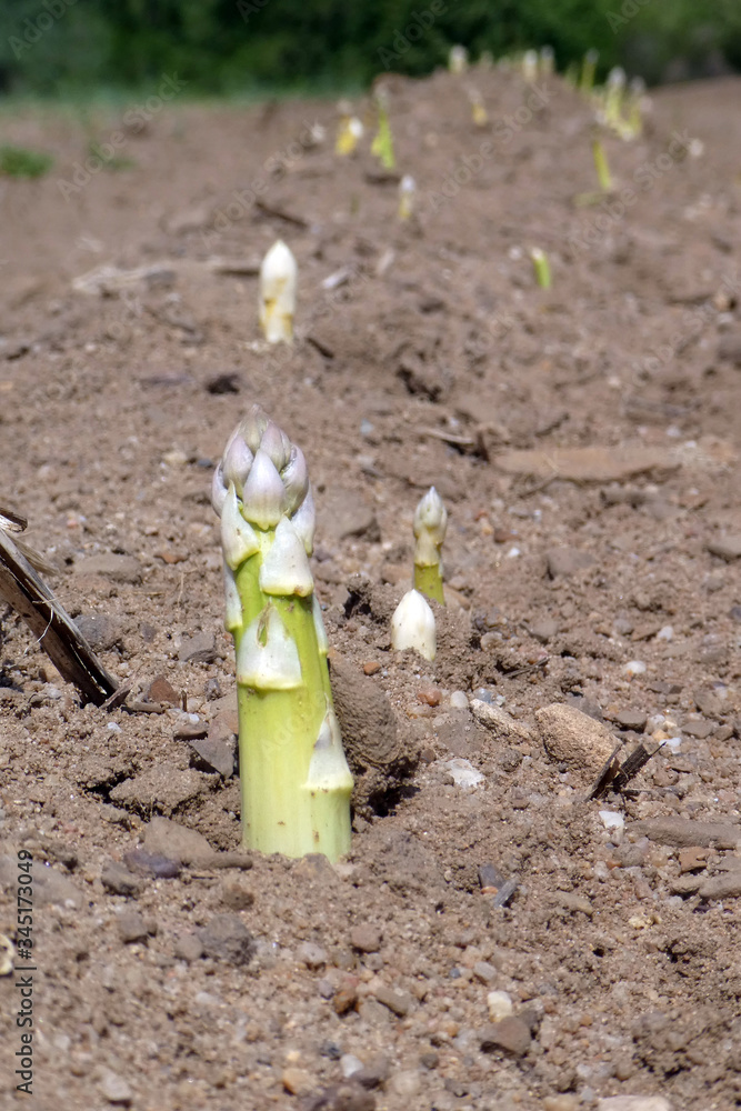 Spargelfeld mit herausgewachsenem fränkischen Spargel Spargelfeld mit herausgewachsenem fränkischen Spargel