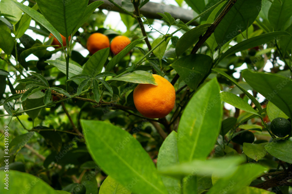 Oranges growing on a tree