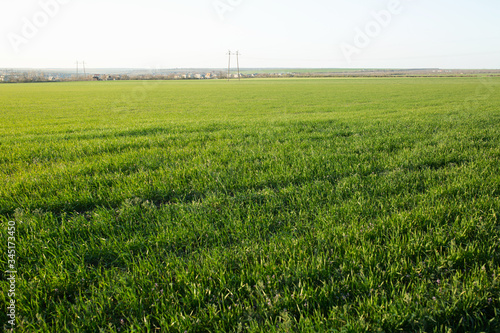 Spring field with cloudless blue sky.