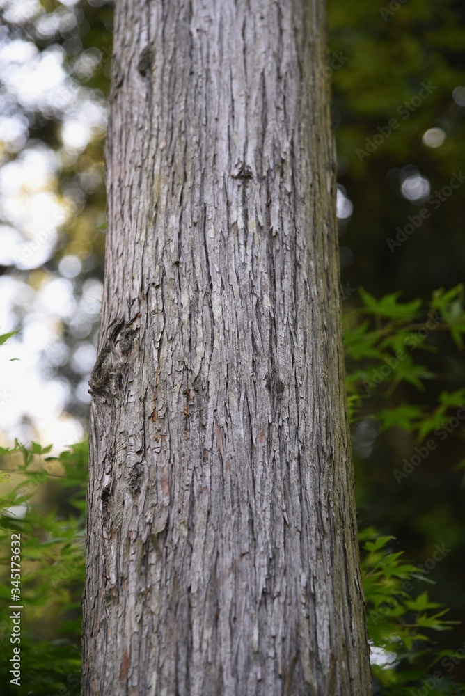 Japanese cedar tree trunk and bark / Cupress evergreen coniferous tree
