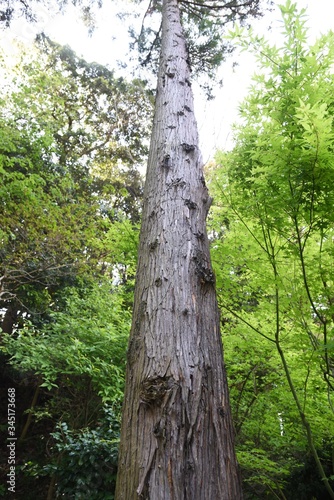 Japanese cedar tree trunk and bark   Cupress evergreen coniferous tree