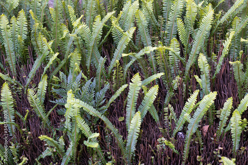 Natures Green Patterns the Fern 