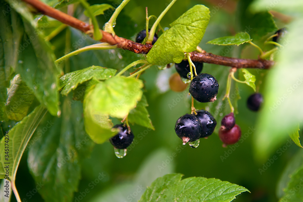 black currant ripe berries on a Bush after rain on a Sunny day black currant ripe berries on a Bush after rain on a Sunny day