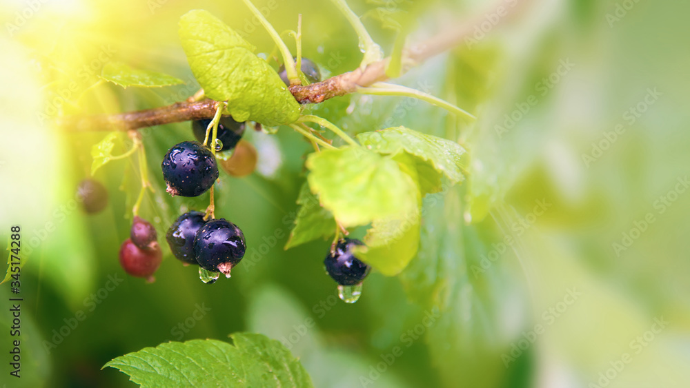 black currant ripe berries on a Bush after rain on a Sunny day. copy space. selective focus black currant ripe berries on a Bush after rain on a Sunny day. copy space. selective focus