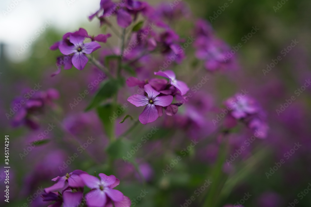 Beautiful purple flower Lunaria annua, called honesty or annual honesty in English, is a species of flowering plant native to the Balkans and south west Asia                              