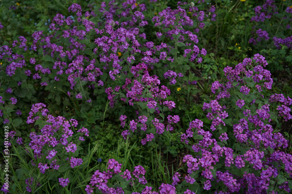 Beautiful purple flower Lunaria annua, called honesty or annual honesty in English, is a species of flowering plant native to the Balkans and south west Asia                              