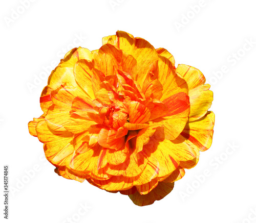 yellow-red peony tulip on a white background, top view, isolate