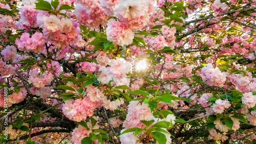 Sunshine through tree flowers