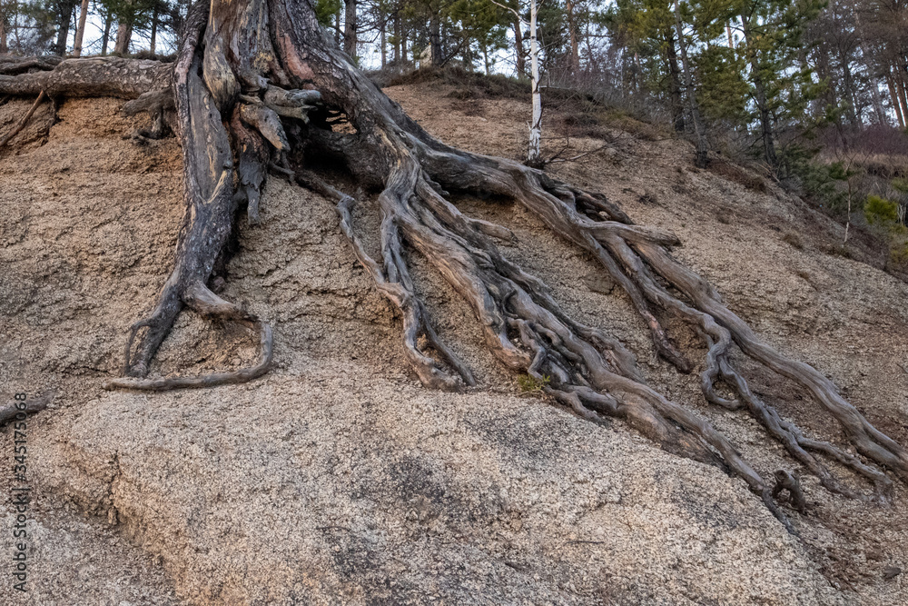 The texture of the earth on a ravine with protruding roots of a pine tree made of sand and earth. Background The texture of the earth on a ravine with protruding roots of a pine tree made of sand and earth. Background