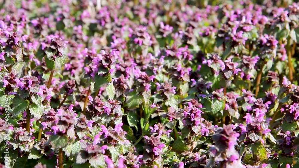 Natural summer landscape of the field with purple flowers and bees. lilac flowers swaying in the wind. Natural summer landscape of the field with purple flowers and bees. lilac flowers swaying in the wind.