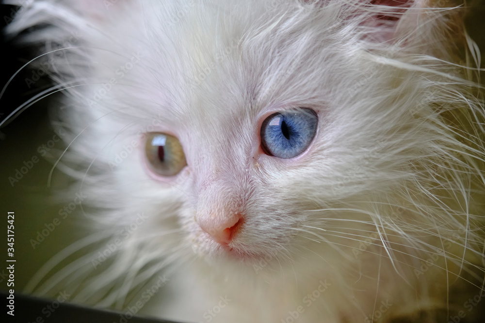 kitten Turka angora with geretochromia low light kitten Turka angora with geretochromia low light