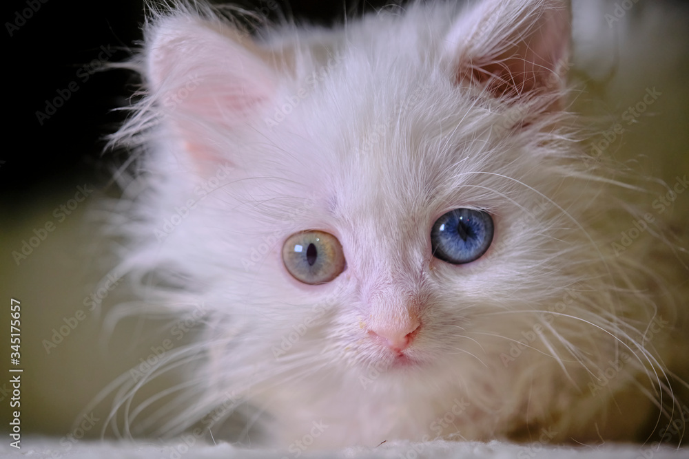 kitten Turka angora with geretochromia low light kitten Turka angora with geretochromia low light