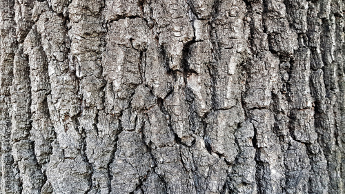 Wooden background. Close up of tree bark texture.