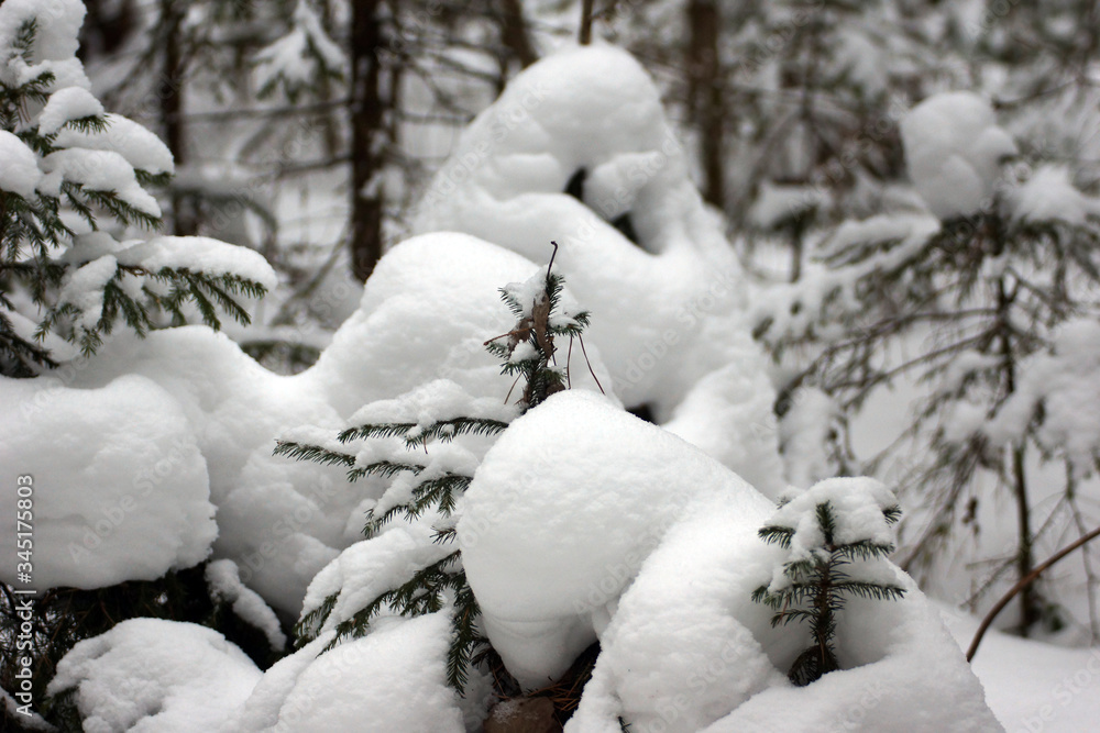 Snow on the branches of conifers in Siberia in Russia Snow on the branches of conifers in Siberia in Russia