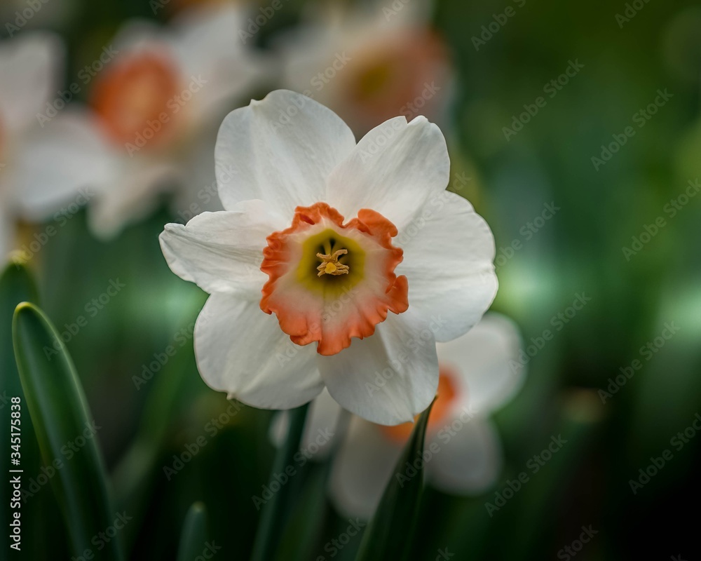 Daffodils in the garden with bokeh light in background Daffodils in the garden with bokeh light in background