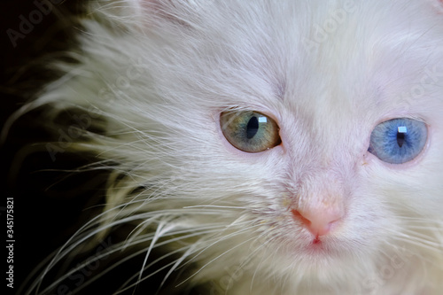 kitten Turka angora with geretochromia low light © LemPro Filming Life