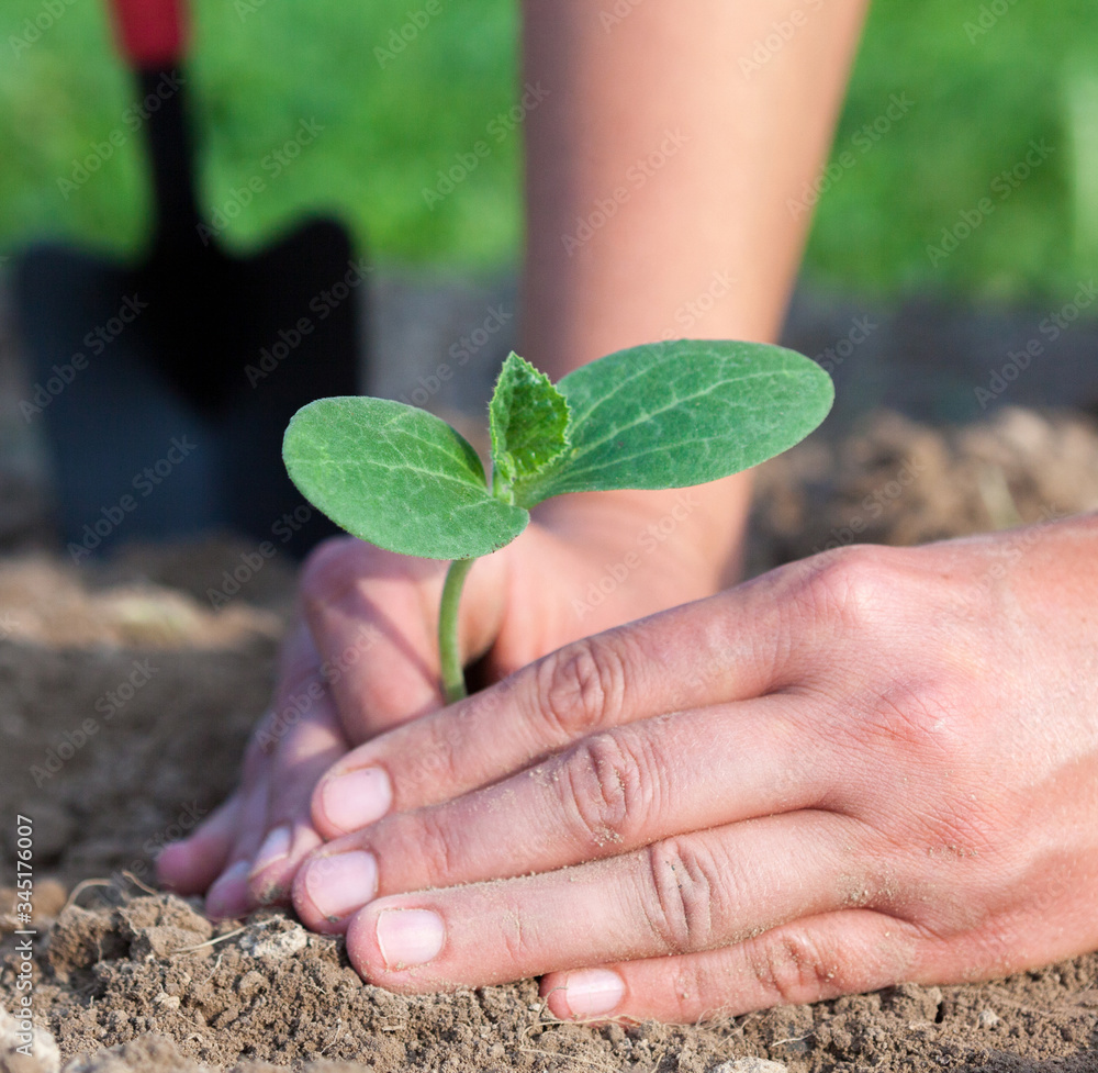 Planting a young seedling. Close-up. Planting a young seedling. Close-up.