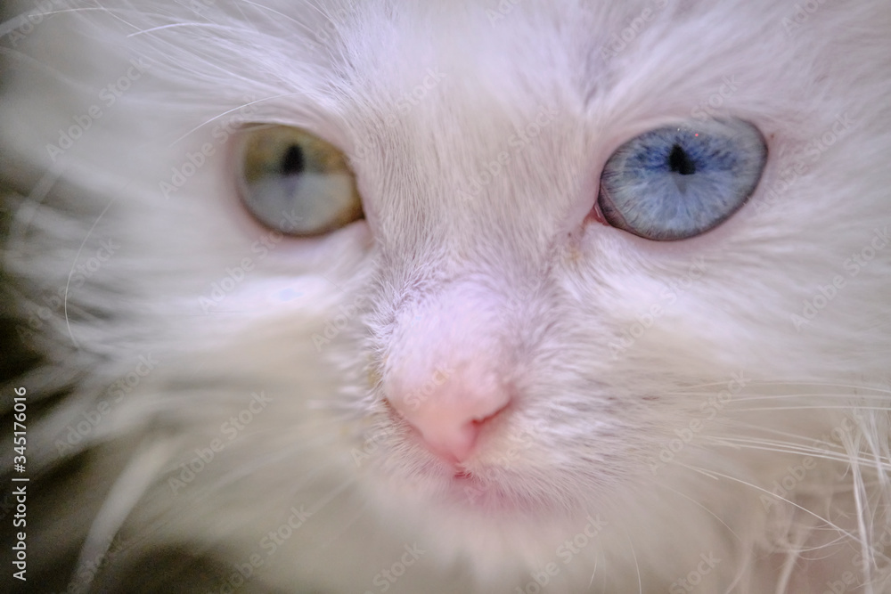 kitten Turka angora with geretochromia low light kitten Turka angora with geretochromia low light