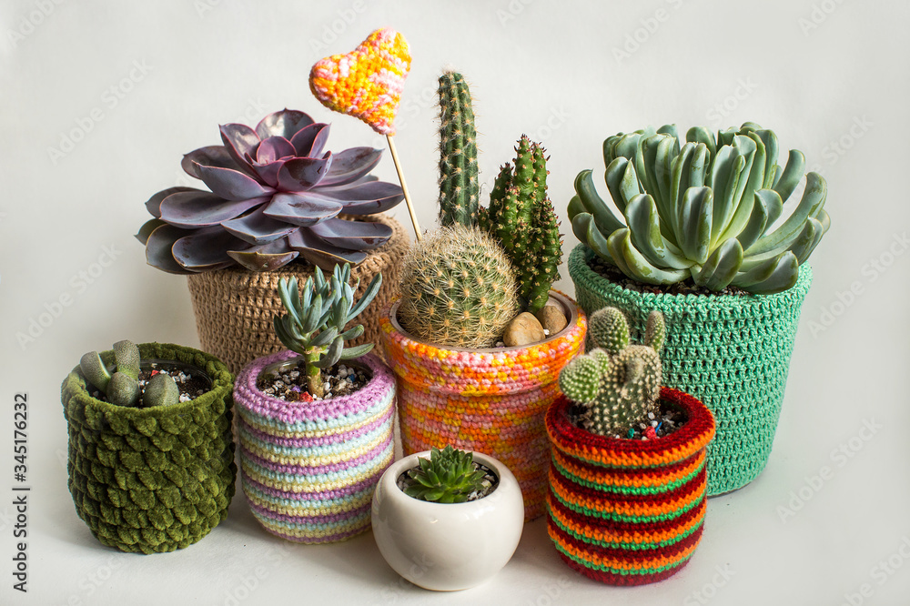 composition of cacti and succulents in bright flower pots
composition of cacti and succulents in bright flower pots