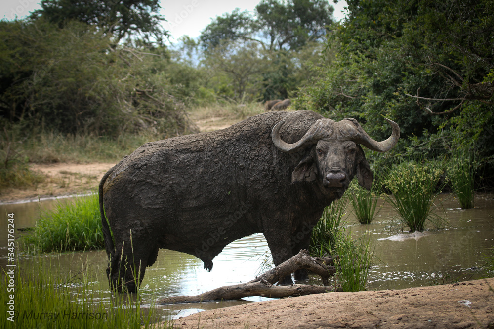 Obraz premium Buffalo Spa