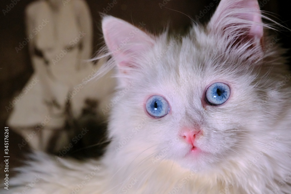 Obraz premium Cute white kitten portrait w/ striking blue eyes. Pet, fluffy, adorable.