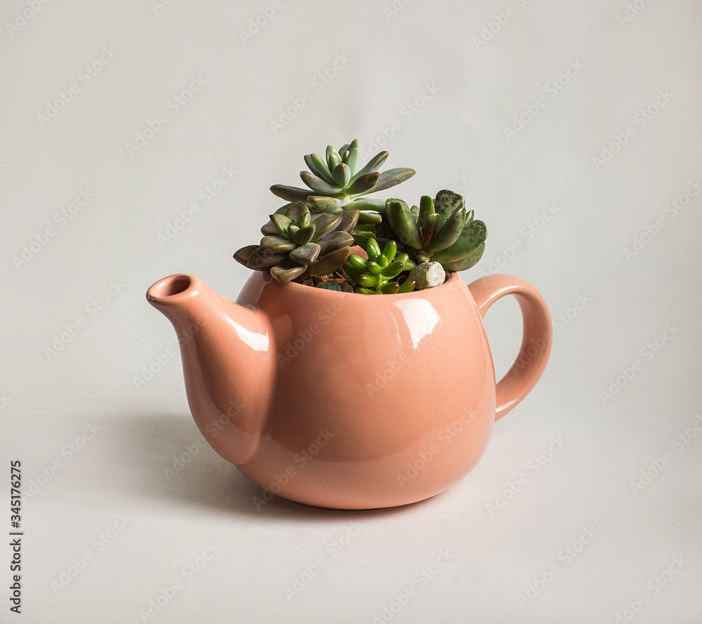 Fototapeta premium cacti grow in a pink pot