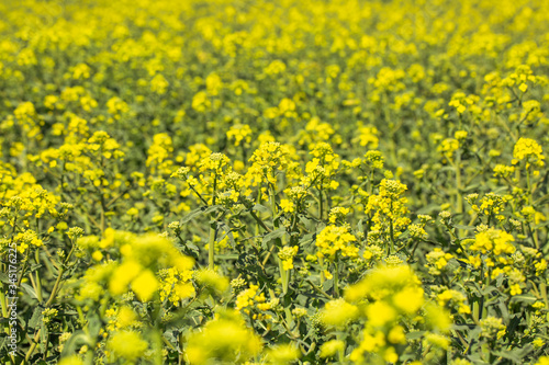 Scenic rural landscape flowering, blooming oilseed rape field, ready for harvest, rapeseed oil © Khaligo