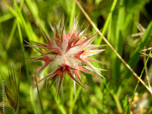 Photography Lindley's Silverpuffs, Uropappus lindleyi