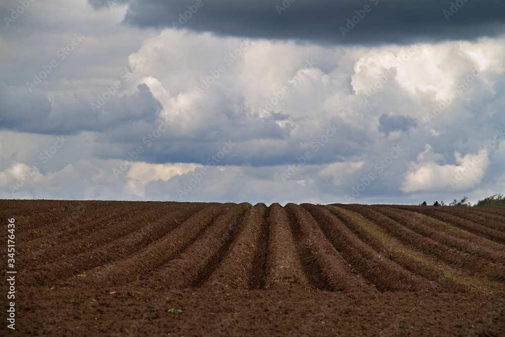 Fototapeta premium Pattern of ridges and furrows in a humic sandy field in a undulating terrain, prepared for cultivation of potatoes
