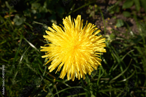 Single dandelion flower in a grass 