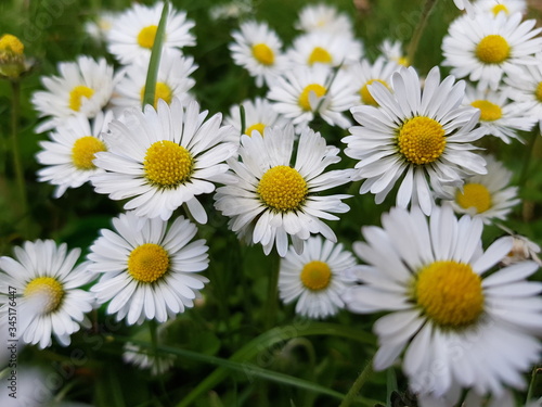 daisies in the garden