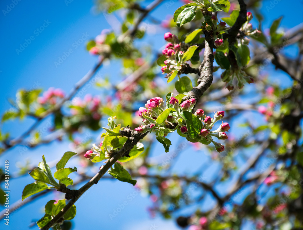 buds of apple blossoms