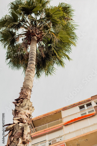 palm trees and branches by the sea on a warm summer day on vacation