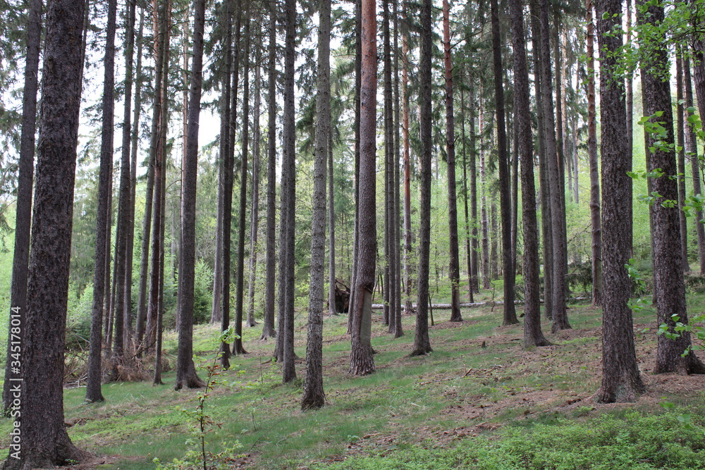 Obraz premium between the trees