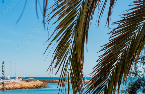 palm trees and branches by the sea on a warm summer day on vacation